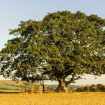 How To Save A Dying Fig Tree ? Best Tips! 5