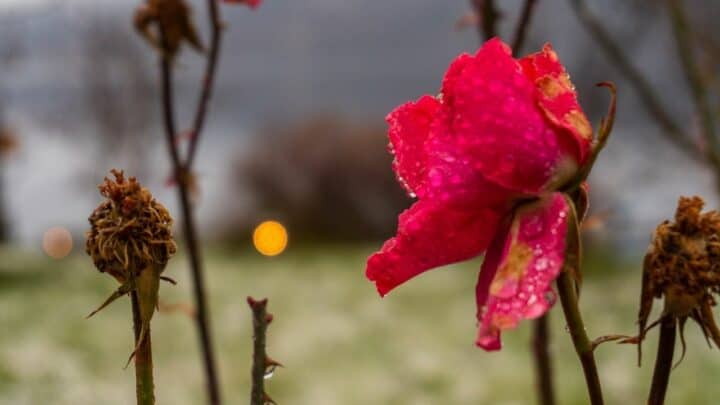 How To Revive A Dying Rose? Tips And Tricks!