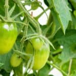 Why Are My Tomato Plants Spindly? Oh No! 1