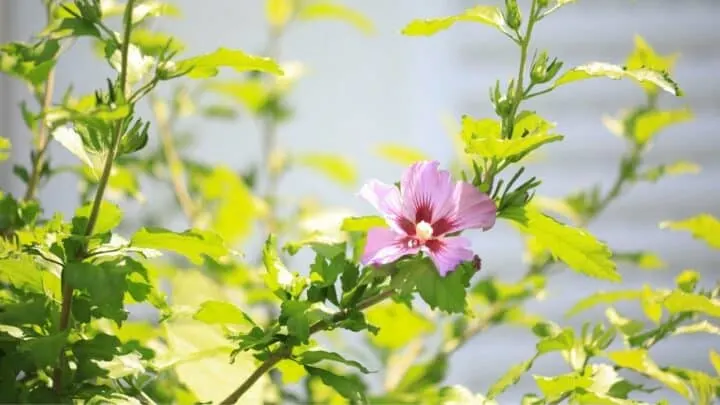 Overwatered Hibiscus &mdash; What To Look For