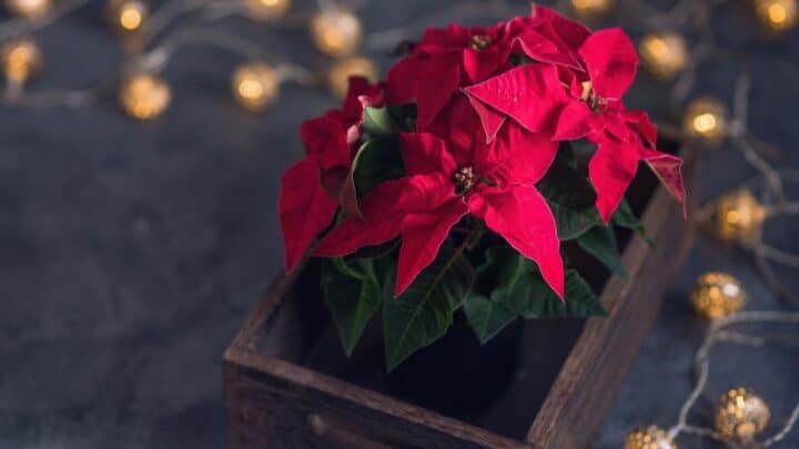 Can poinsettias deals live outside