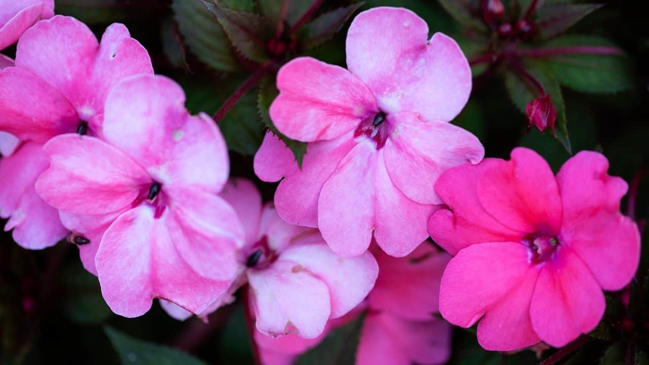Why are My Impatiens Not Blooming? Things You Should Know