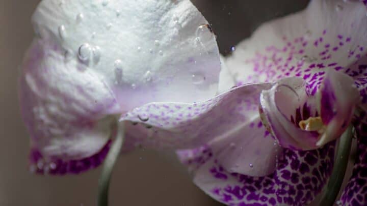 How to Grow Orchids in Water  —  How Indeed?