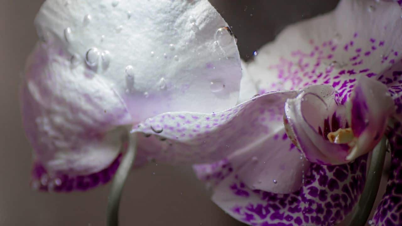 How to Grow Orchids in Water — How Indeed? 7
