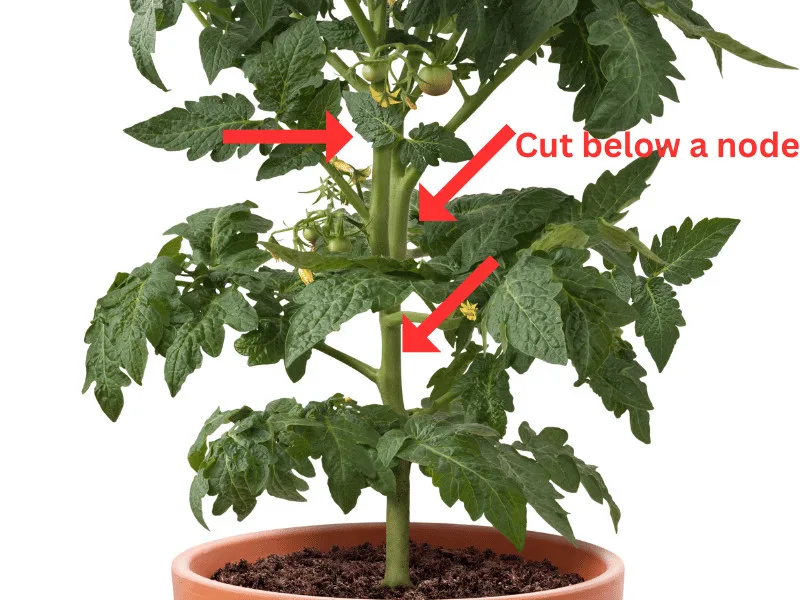 A healthy tomato plant. Cut below a node on the main stem