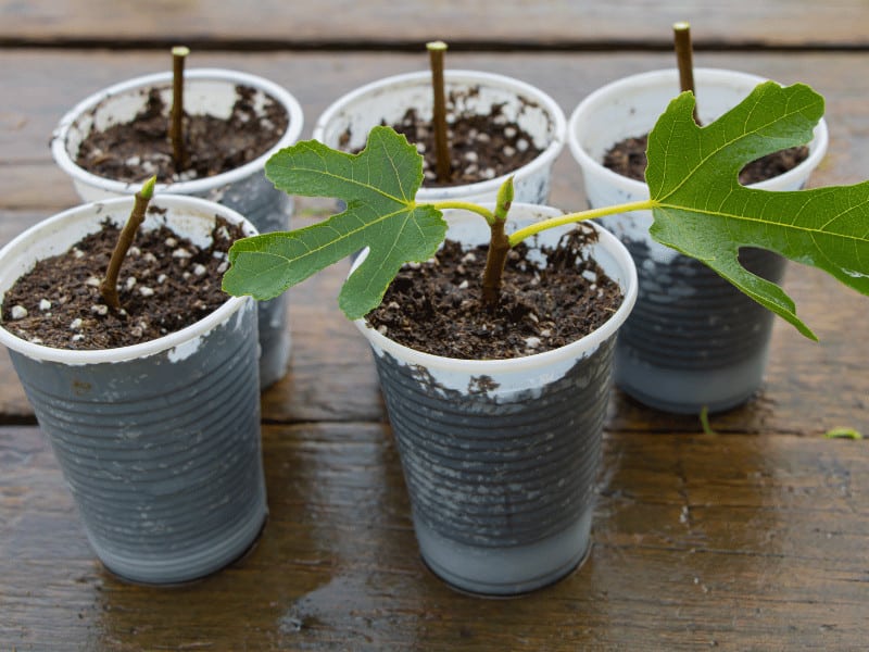 A pH from 6.0-8.0 is best for potted fig trees