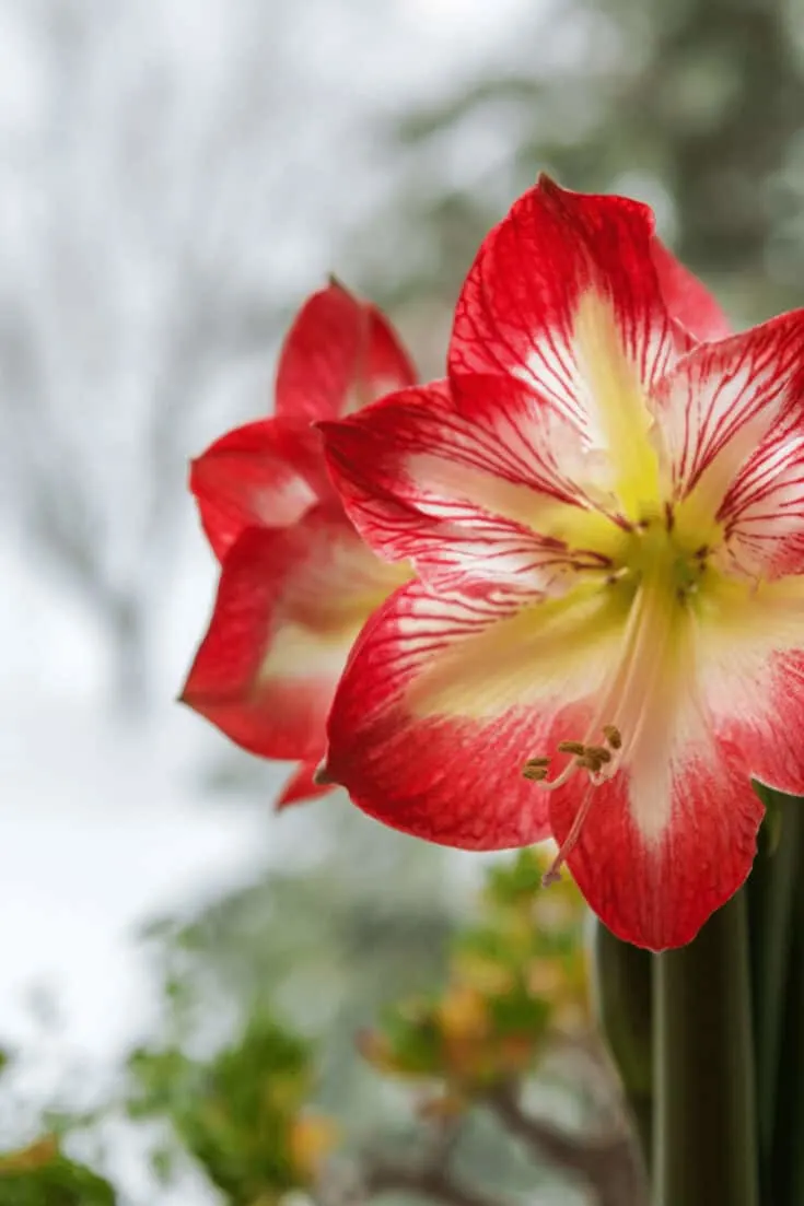 Amaryllis blooming