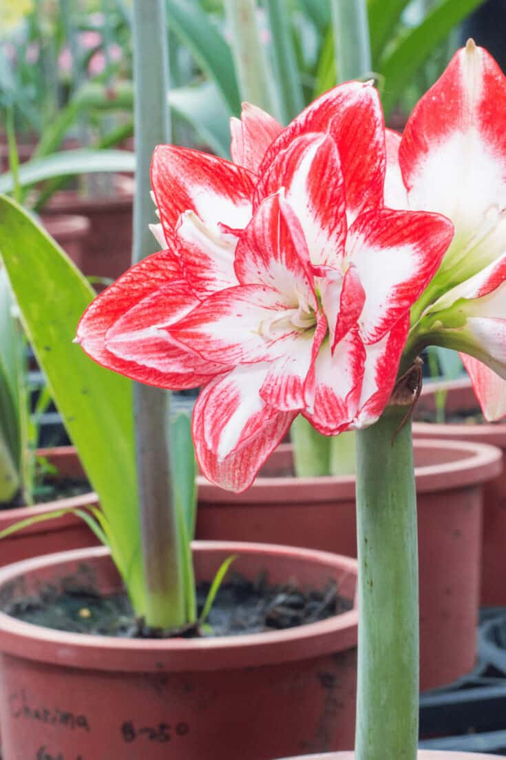 Amaryllis should be fertilized 3 times