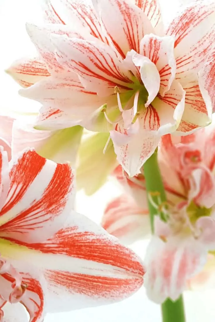 Amaryllis will produce leaves in instead of bulbs if too much nitrogen (N) is applied