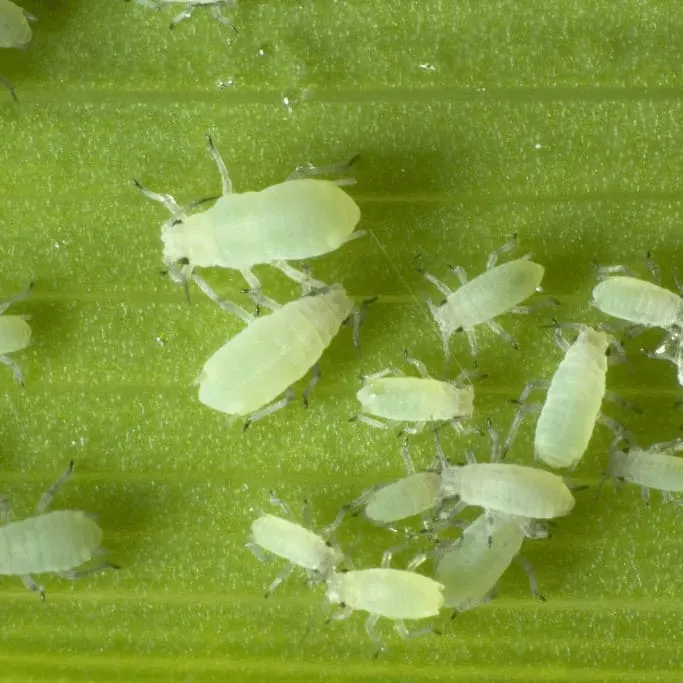Aphids love to soak up plant sap and will also infest cabbage leaves