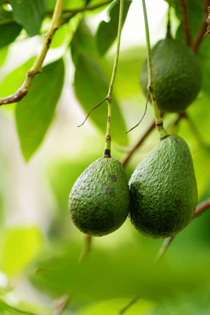 Avocado trees do not like to stay in soggy soil. Ensure your avocado tree has well-draining soil