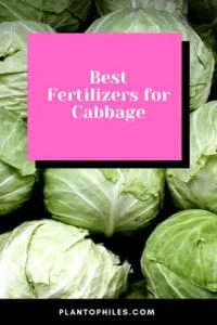 Best Fertilizers for Cabbage
