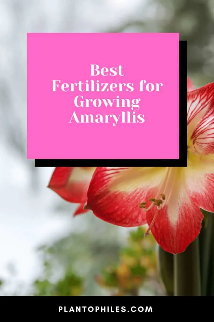 Best Fertilizers for Growing Amaryllis