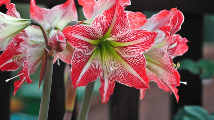 Best Fertilizers for Growing Amaryllis –  A Buyers Guide 2022