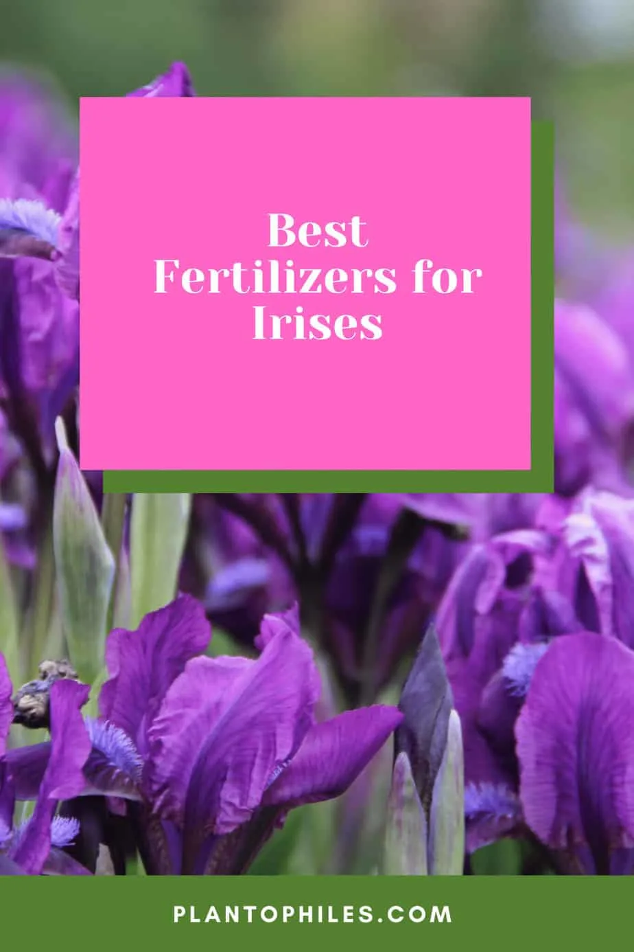 Best Fertilizers for Irises