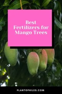 Best Fertilizers for Mango Trees