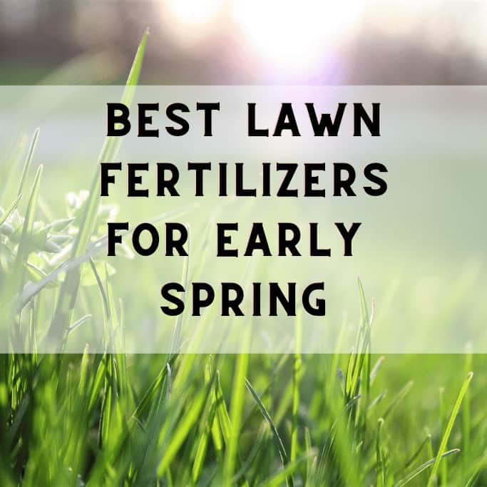 Best Lawn Fertilizers for Early Spring