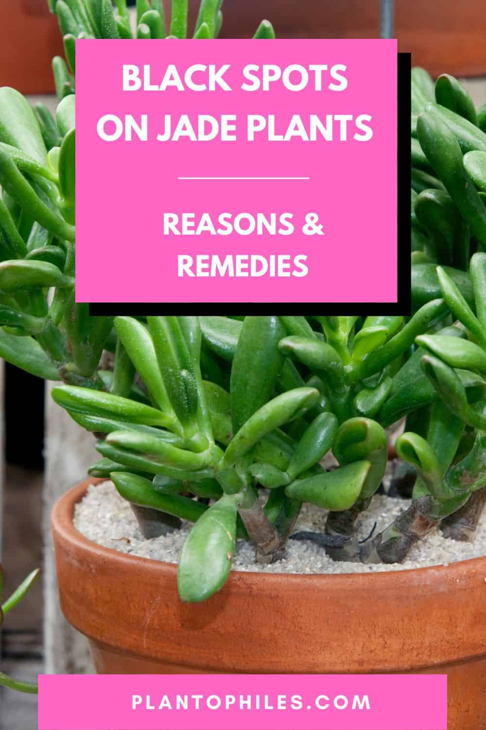 Black Spots on Jade Plants