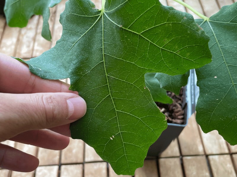 Check the leaves of your potted fig. Dark green leaves indicate that your tree gets the nutrients it needs