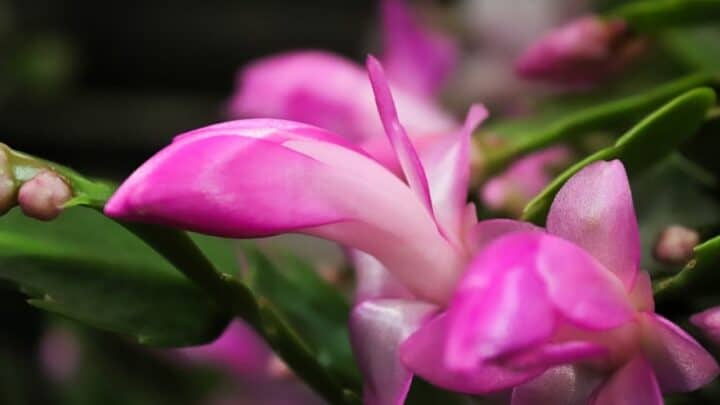 Why Is My Christmas Cactus Not Blooming? The Reason