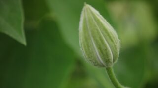 Clematis Not Blooming