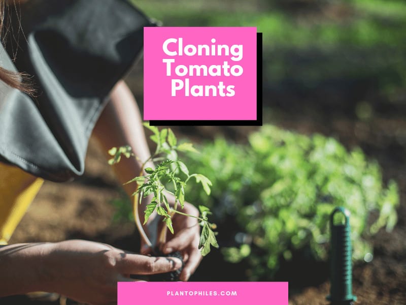 Cloning tomato plants