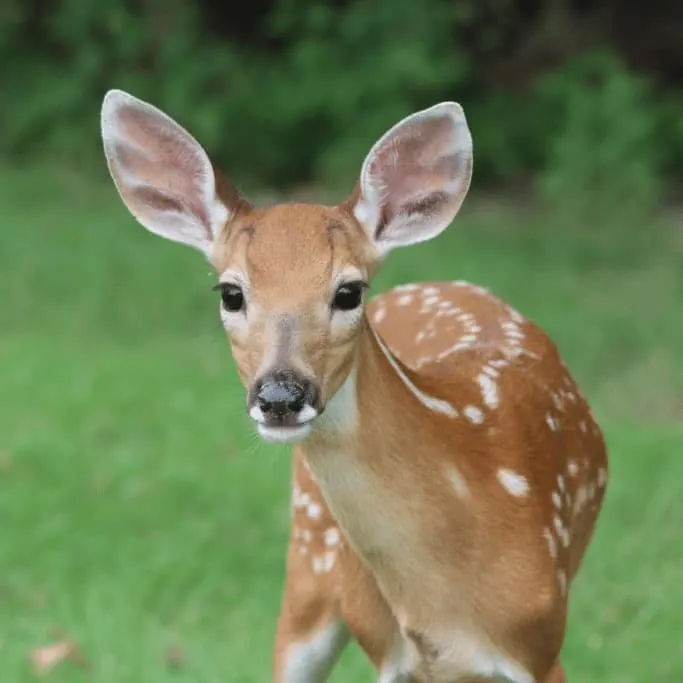 Deer, as cute as they are, are a threat to your cabbage plants