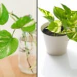 Do Plants Grow Bettter in Water or in Soil
