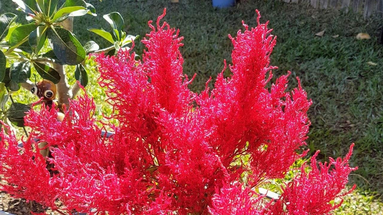 Dragon S Breath Celosia Care Made Easy