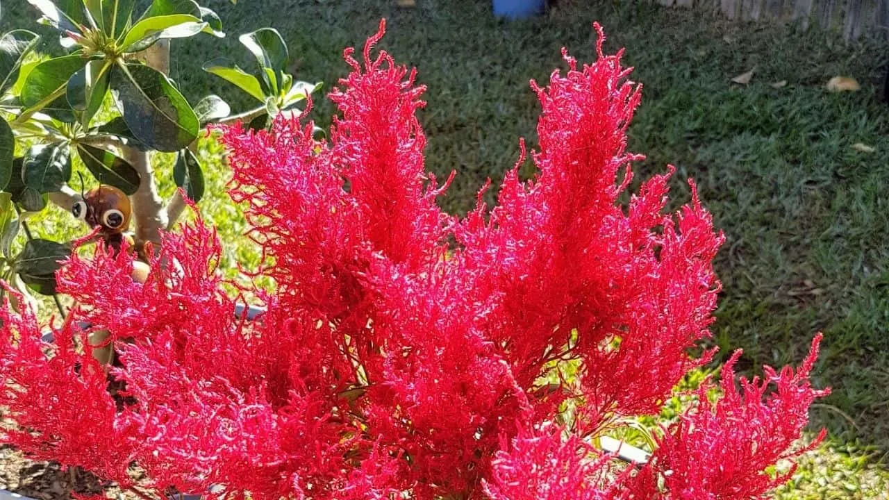 Dragon's Breath Celosia Care