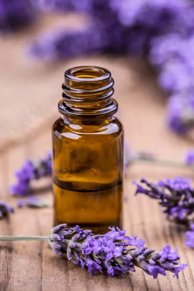 English lavender (Lavandula angustifolia) is a hardy lavender species