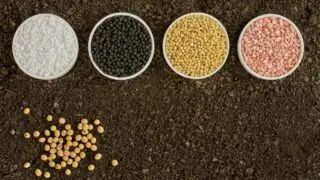 Fertilizer In Soil