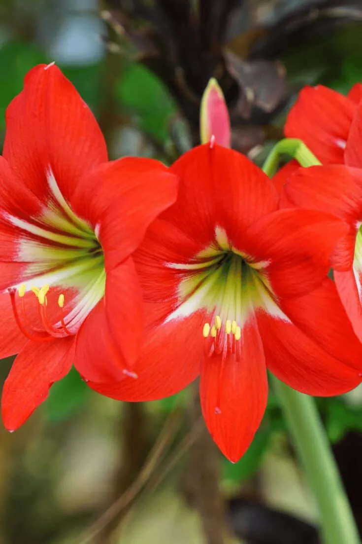 Fertilizers for Amaryllis should be low in nitrogen (N)