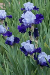 Fertilizers for Irises should be high in potassium (P) and phosphorus (K)