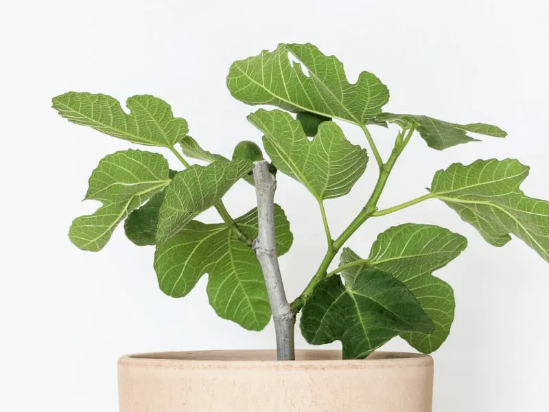 Fig Tree in a pot