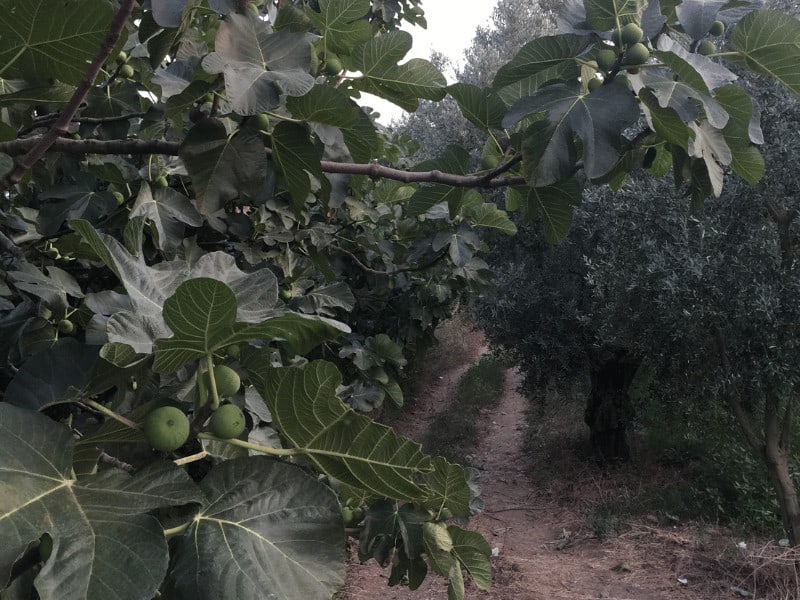 Fig Trees need well-draining soil