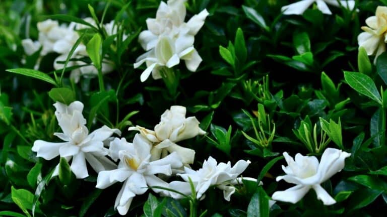 what-to-plant-with-gardenias-oh-i-get-it