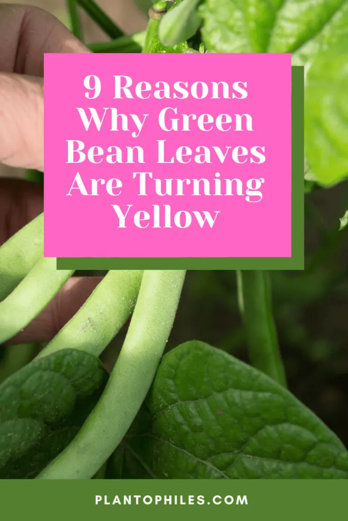 Green Bean Leaves Turning Yellow
