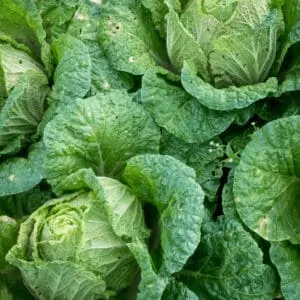 Growing Cabbage plants