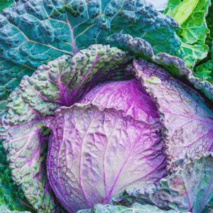 Healthy cabbage