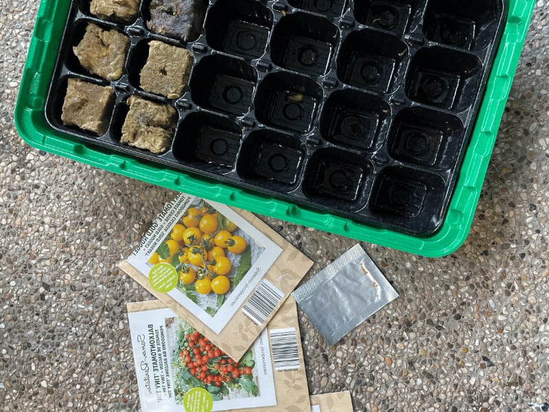 Here I am planting determinate tiny tim tomatoes for the season