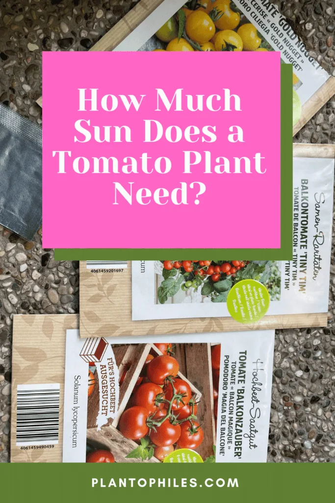 How Much Sun Does a Tomato Plant Need?