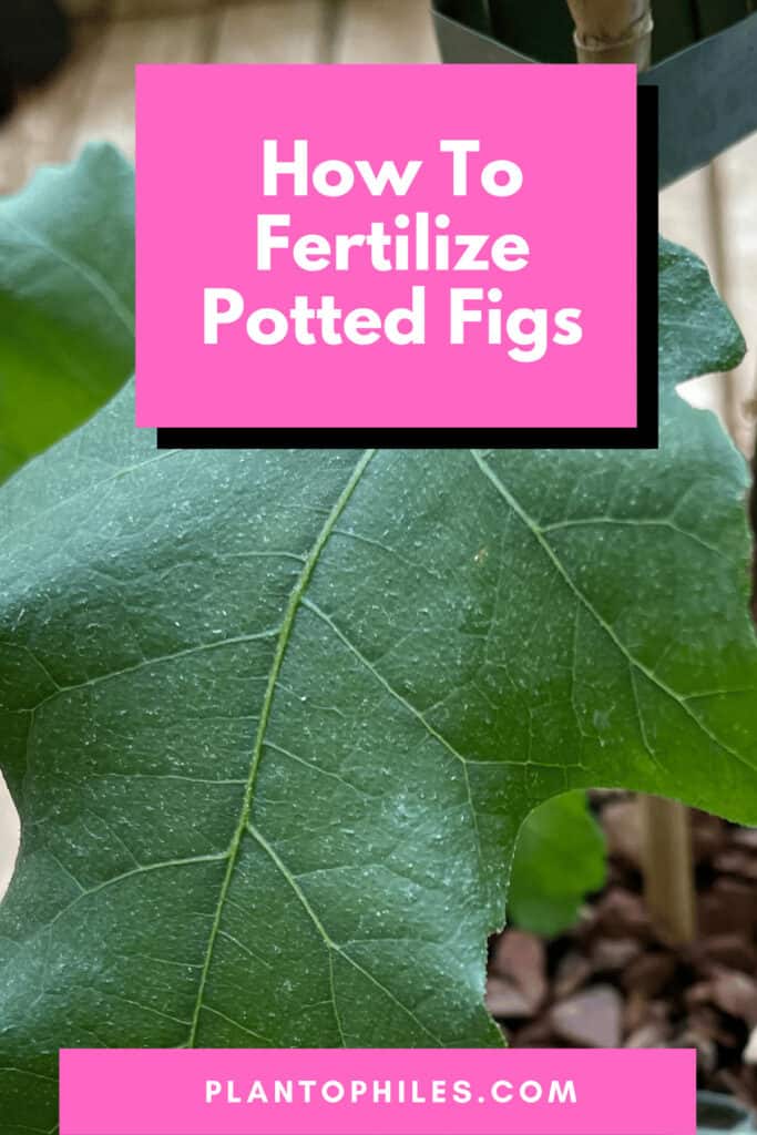 How To Fertilize Potted Figs