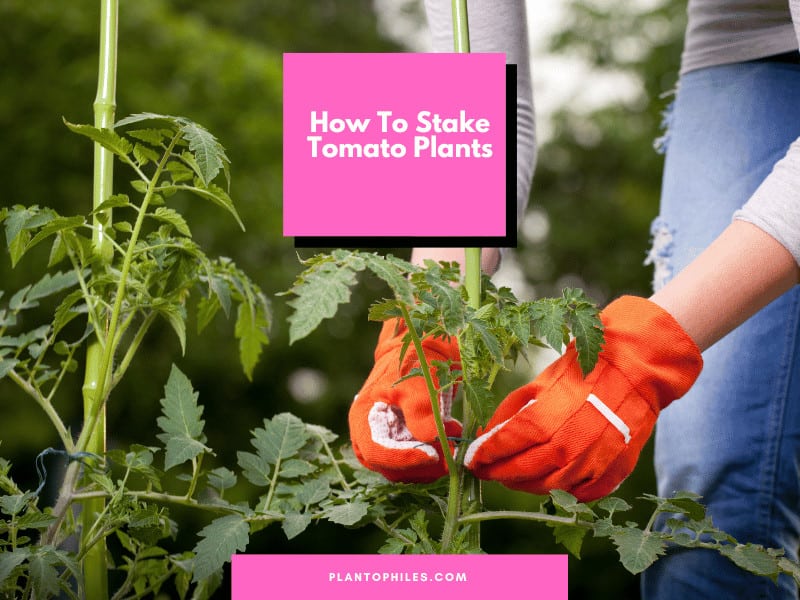 How To Stake Tomato Plants