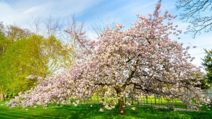 Magnolia Tree Care &mdash; #1 Best Guide