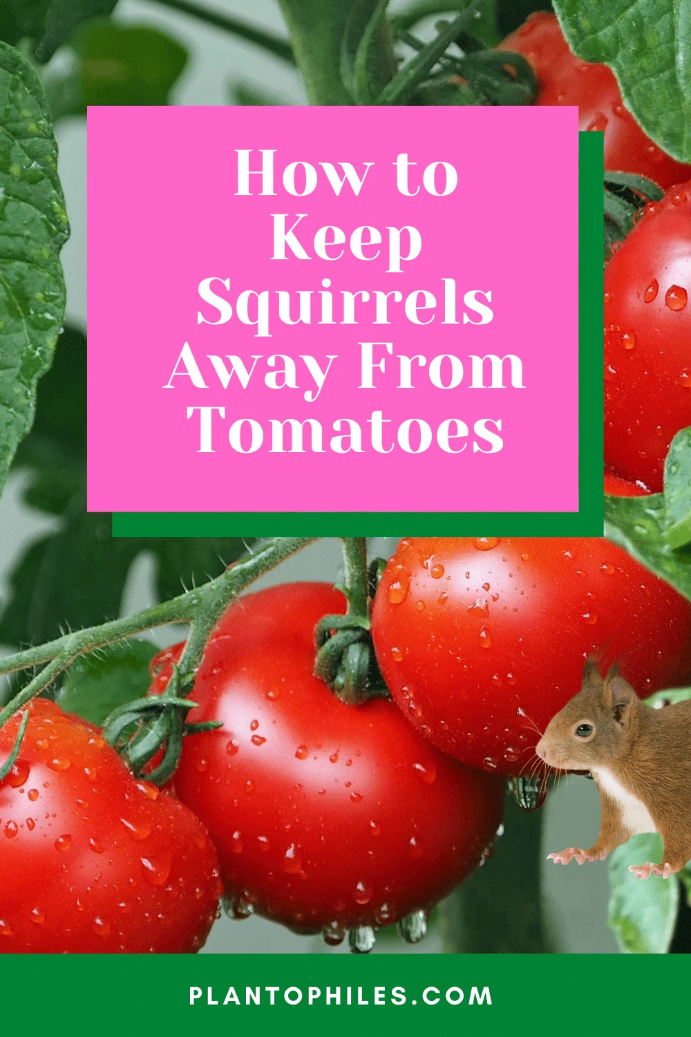 How to Keep Squirrels Away From Tomatoes
