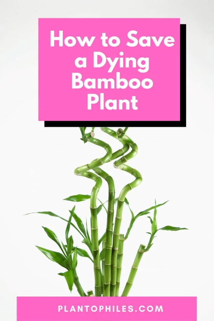 How to Save a Dying Bamboo Plant