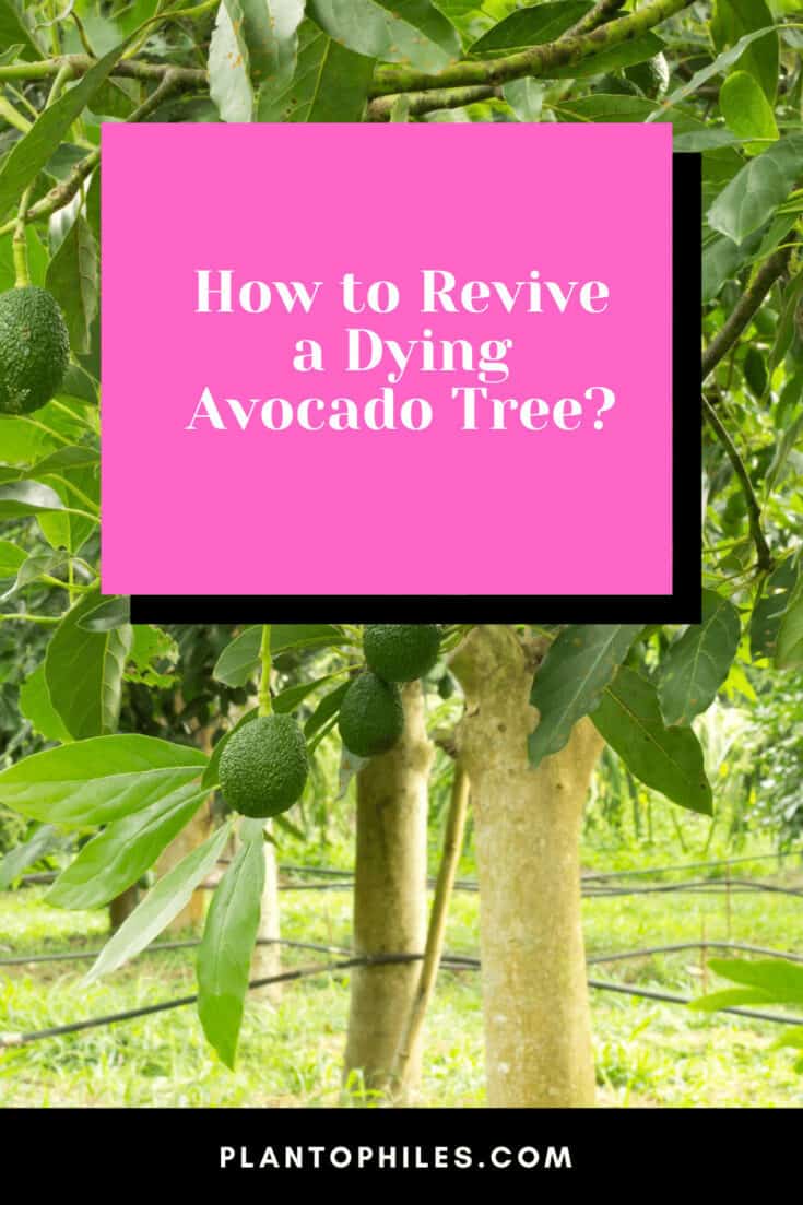 How to revive a dying avocado tree