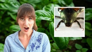 Insects That Love Eating Your Basil