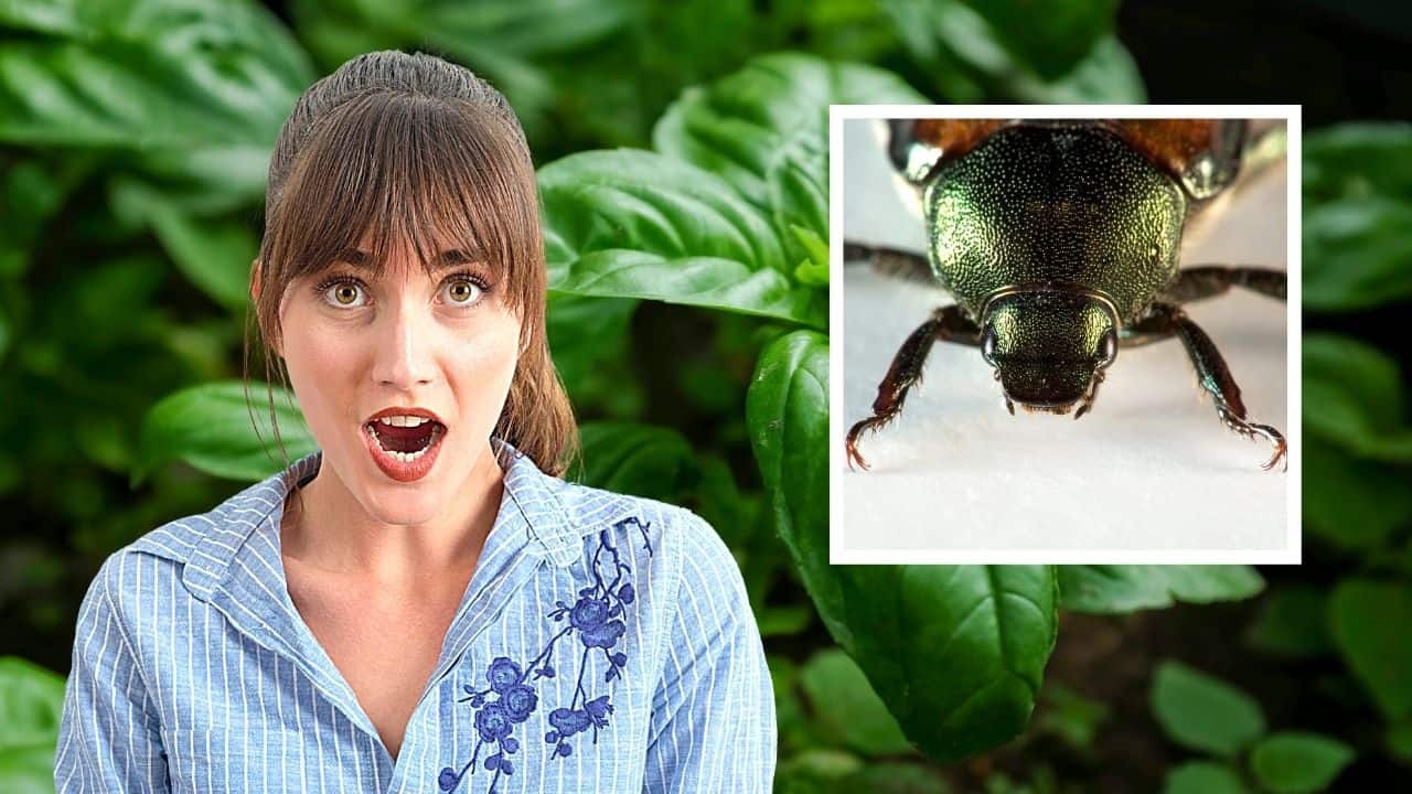 6 Insects That Love Eating Your Basil How to Defeat Them